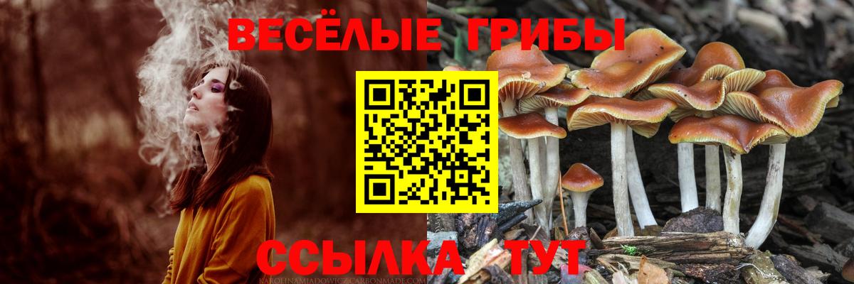 Псилоцибиновые грибы Psilocybe Минусинск